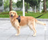Service Dog Working Patch, Do Not Touch Military Tactical Badge Hook & Loop, Please Do Not Pet Me I'm Working (3.15"