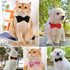 Breakaway Cat Collar with Bells: 3 Pack Adjustable Quick Release Kitten Collars for Boy & Girl Cats