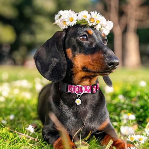Dog Collar Ayaseen, Floral Girl Pink Dog Collars, Cute Adjustable Soft Flower Pet Collar with Daisies for Male Females