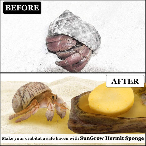 Hermit Crab Sponges for Water, 3 Pack Unbleached Accessories & Supplies, Nutrients and Humidity Maintenance