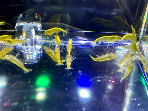 (10 (+2)) Golden Back Yellow Shrimp Live Freshwater Shrimp Aquarium Neocaridina Inverts RCS Shrimps