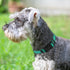 Joytale Reflective Dog Collar - Soft Neoprene Padded Nylon Pet Collar, Adjustable for Medium Dogs, Teal, M