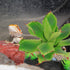 VICASKY Reptile Terrarium Plant Decor, Fake Greenery for Spider, Scorpion, Lizard Tanks, Realistic Aquarium Landscaping