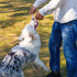 Latex Rope and Ball Dog Chew Toy for Training, Exercise, Agility, Chase (Ball)