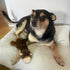 Best Pet Supplies 2-in-1 Stuffless Squeaky Dog Toy - Monkey, Large, Soft Durable Fabric