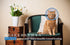 Cat Cone Collar, Recovery Elizabethan After Surgery, Clear Soft Neck E-Collar, for Kitten Puppy Dog