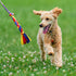 Flirt Pole for Dogs, Interactive Lures Durability Rope, Chase and Tug of War Puppy Toy for Small Medium Dogs