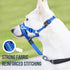 GoodBoy Dog Head Halter with Safety Strap, Padded Headcollar for Small Medium and Large Dogs, Size 4, Blue Nylon