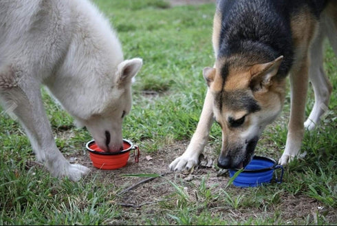 Mr. Peanut's Collapsible Dog Bowls, Set of 3 Colors, Dishwasher Safe BPA Free Silicone Portable Pet Bowls for Travel,