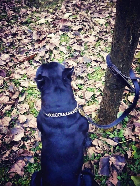Chain Dog Collar - High Polished Silver Cuban Link Metal Stainless Steel Heavy Duty for Medium Dogs (15MM, 22")