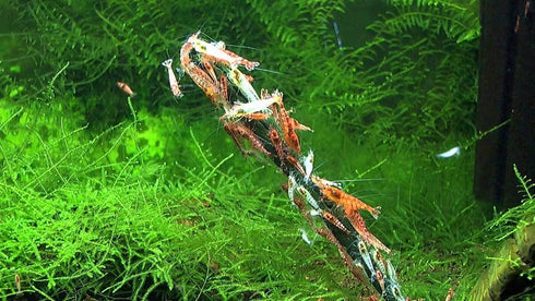 4in1 Power Shrimp Food - Shrimp Lollies
