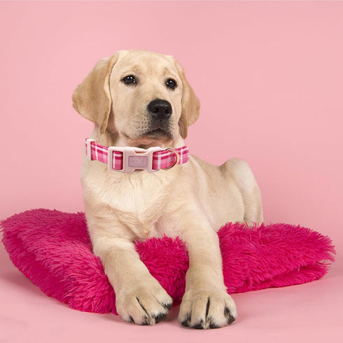 Elegant Little Tail Dog Collar, Adjustable Soft Collar for Small, Medium, and Large Dogs with Quick Release Buckle