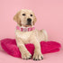 Elegant Little Tail Dog Collar, Adjustable Soft Collar for Small, Medium, and Large Dogs with Quick Release Buckle