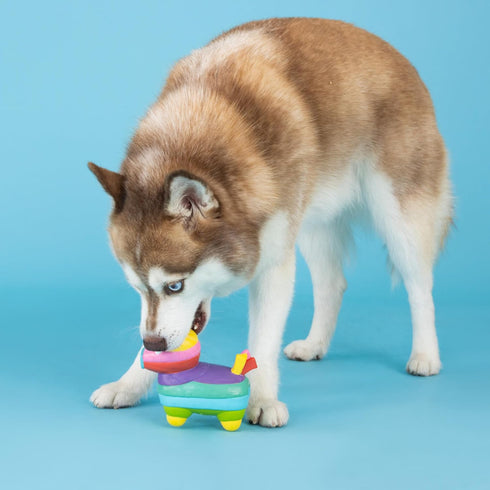 Life'S A Paw-Ty Dog Toy by Fringe Studio, Latex, Pet Shop Collection (366012)