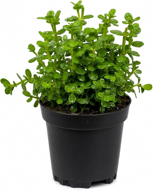 Bacopa Monnieri Live Aquarium Plant Potted Freshwater Stem Plant Easy Beginner Background