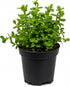 Bacopa Monnieri Live Aquarium Plant Potted Freshwater Stem Plant Easy Beginner Background
