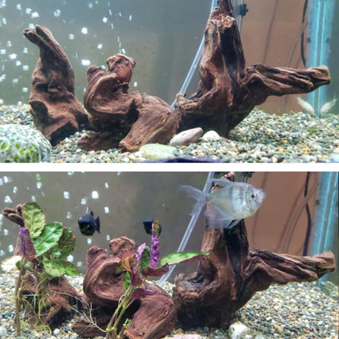 Hamiledyi Natural Trunk Driftwood Assorted Branches 8-12" for Fish Tank Decoration, 3 Pcs
