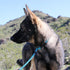 Max and Neo Reflective Rope Slip Lead, 5 Foot Leash - We Donate a Leash to Dog Rescue for Every Leash Sold (PURPLE, 5FT