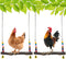 Chicken Bird Swing,Chicken Perch,Natural Wooden Swing Toys,Wood Stand for Chick,Safe and Relief
