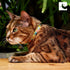 RC Pets Kitty Breakaway Cat Collar, Pirate Design