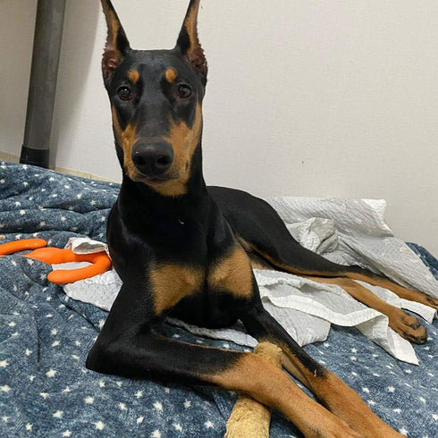 WoofWood Dog Chew Sticks