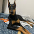 WoofWood Dog Chew Sticks