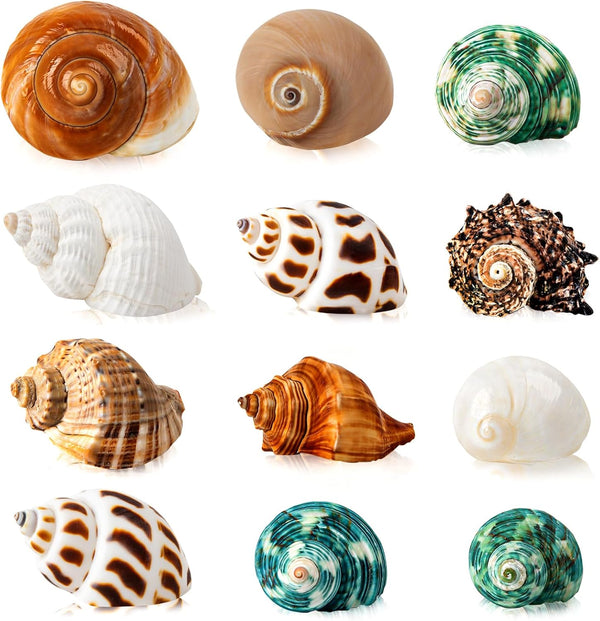 12PCS Hermit Crab Shells, Natural Sea Conch Size 1.6"-3.2", Growth Turbo for Small to Large Crabs, Beach Decor
