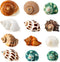 12PCS Hermit Crab Shells, Natural Sea Conch Size 1.6"-3.2", Growth Turbo for Small to Large Crabs, Beach Decor