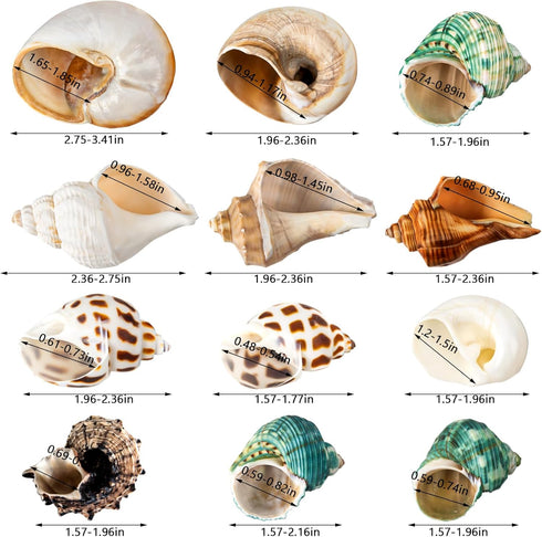 12PCS Hermit Crab Shells, Natural Sea Conch Size 1.6"-3.2", Growth Turbo for Small to Large Crabs, Beach Decor