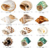 12PCS Hermit Crab Shells, Natural Sea Conch Size 1.6"-3.2", Growth Turbo for Small to Large Crabs, Beach Decor