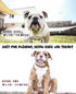 Cuban Link Dog Collar - Light Metal Gold Chain Necklace, 3/4 inch Wide, 20 inches, Cute Fashion for Frenchie, Bully,
