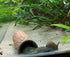 Plecoceramics Small Size Aquarium Pleco Breeding Cave Decorations (4 pcs) for Fish Tank