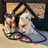 Gooby Mesh Leash - Pink, 4 FT Breathable Leash for Small Dogs with Bolt Snap Clasp