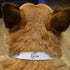 Azeeda (PR00067371) Small 'Sail Boat Toy' Dog Collar