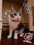 PetSoKoo Cute Bowtie Cat Collar with Bell, Red - Japanese Stylish Bowknot & Fish Charm, Safety Breakaway