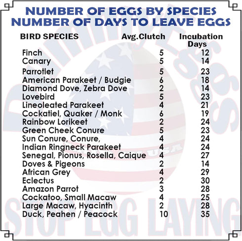 7 Dummy DummyEggs Cockatiel Bird Eggs Stop Brooding Laying! Tricks Your Bird Everytime! Solid Plastic Fake Eggs Quaker