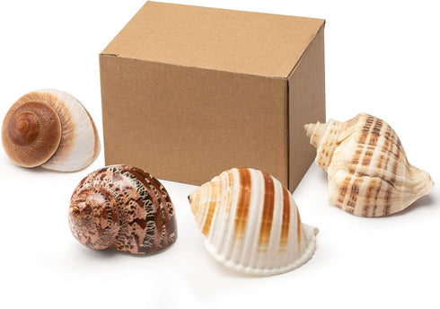 4 Set (2.5"-4" 1"-1.5" Shell Hermit Crab Assorted for Medium to Large Hermit Crabs Size / Opening)