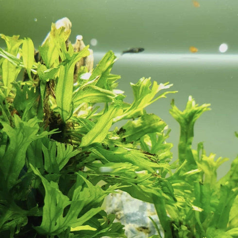 Anubias, Java Fern, Moss and more! Freshwater Live Aquarium Plants on Driftwood for Aquatic Tropical Fish Tank