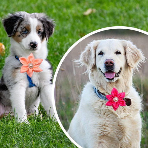 PET SHOW 4pcs Dog Flowers Collar Charms - Slides Attachment Accessories for Small Medium Large Dogs, Cats