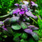 AquaLeaf Aquatics Potted Live Aquarium Plants | Freshwater Aquatic Plants for Aquariums (Lobelia Cardinalis)