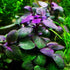 AquaLeaf Aquatics Potted Live Aquarium Plants | Freshwater Aquatic Plants for Aquariums (Lobelia Cardinalis)