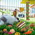 Rabbit Toys Bunny Chew Toys for Teeth, Hamster/Guinea Pig Toys Natural Timothy Hay Sticks Treats Balls and Apple Wood Sticks for Chinchilla, Guinea Pig, Hamster Pet Chew and Play Bundle