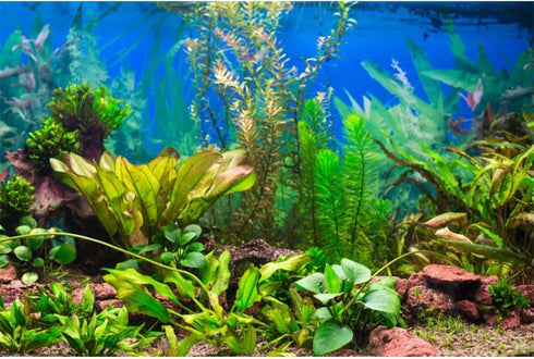 AWERT 60x24 inches Aquatic Plant River Bed & Lake Aquarium Background Vinyl