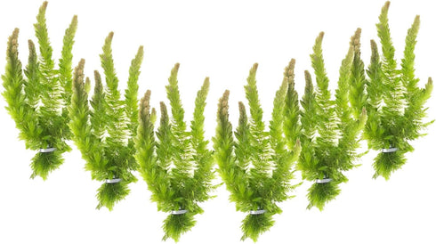 Live Aquarium 6 Hornwort Coontail Indoor Plants - Excellent Aquarium Plant -