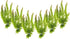 Live Aquarium 6 Hornwort Coontail Indoor Plants - Excellent Aquarium Plant -