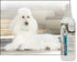 UltraCruz Canine Detangler Spray for Dogs, 16 oz - sc-395321