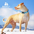 BAAPET Comfortable Dog Collar with Double Security Dual D-Ring and ID Tag Hanger for Small, Medium, Large Dogs (XS -