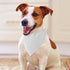 Personalized Dog Bandana with Name Custom Neckwear Dog Scarf Triangle Bibs Kerchief Pet Costume Accessories for Small