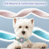 Small Dog Collar for Girls with Flower, Adjustable Puppy Collar with Bell, Little Dog Collar