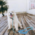 Slip Lead Dog Leash with Double Handle - Reflective Heavy Duty Nylon Slip Leash for Large Medium Small Dogs